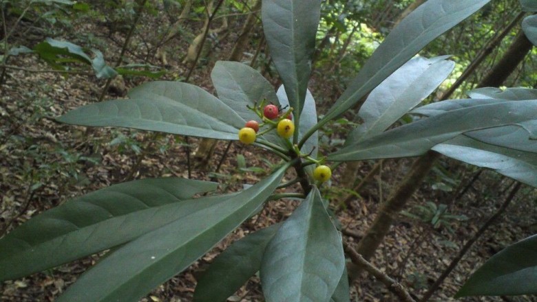 Cây Lấu. Psychotria rubra - Cây Thuốc Nam Quanh Ta